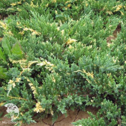 Можжевельник китайский Экспанса