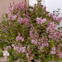 Сирень Блумеранг Пинк Парфюм на штамбе