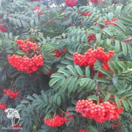 Рябина обыкновенная