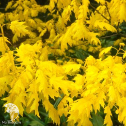 Дуб красный Ауреа на штамбе