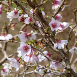 Вишня японская Коджо-но-маи на штамбе