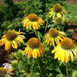 Эхинацея пурпурная Голден Скиппер