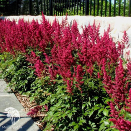 Астильба гибридная Юник Руби Ред