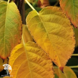 Древогубец круглолистный Геркулес