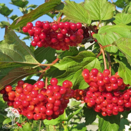 Калина обыкновенная Красная гроздь