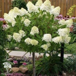 Гортензия метельчатая Сильвер доллар