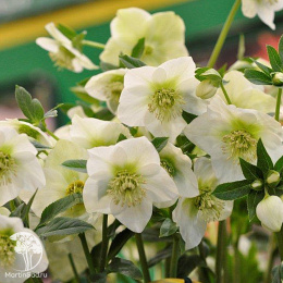 Морозник восточный Вайт Леди