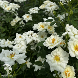 Роза полиантовая Вайт Фейри