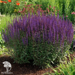 Набор для мяса тимьян Голден Лемон + шалфей Карадонна Компакт