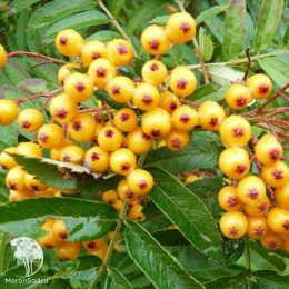 Рябина обыкновенная Отем Спайр