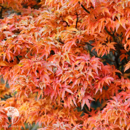 Клён пальмолистный Шишигашира