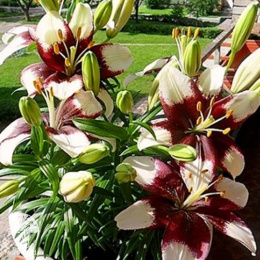 Лилия Тайни Падхай