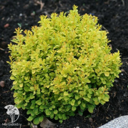 Барбарис тунберга Бонанза Голд