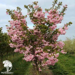 Сакура мелкопильчатая Литтл Джереми на штамбе