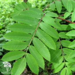 Рябина обыкновенная