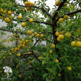 Алыча Злато Скифов