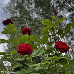 Роза чайно-гибридная Барбара на штамбе