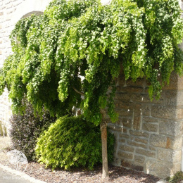 Pобиния лжеакация Твисти Беби на штамбе