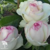 Роза чайно-гибридная Белла Вита фото 3 