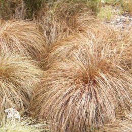 Осока косматая (волосовидная)  Бронз Форм