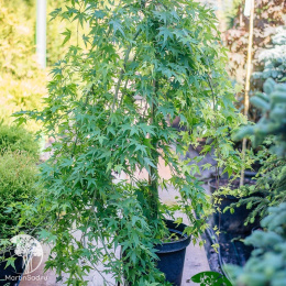 Клён пальмолистный Руисен на штамбе