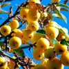Яблоня Китайка золотая (ранняя) фото 3 