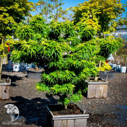 Клён пальмолистный Микава-ятсубуса