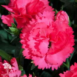 Гвоздика Колорес Дульче