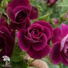 Роза флорибунда Бургунди Айс на штамбе фото 1 