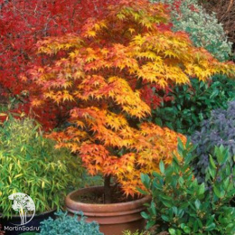 Клён пальмолистный Микава-ятсубуса