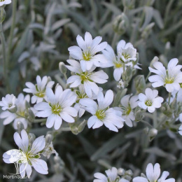 Ясколка Биберштейна