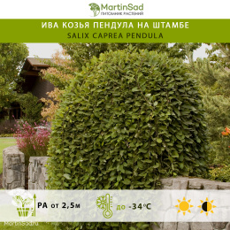 Ива козья Пендула на штамбе