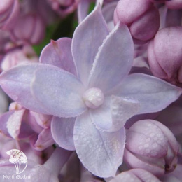 Сирень Монтень