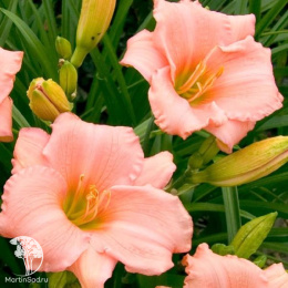 Лилейник Он энд Он