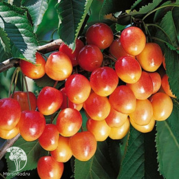 Вишня Бигаре Наполеон на штамбе