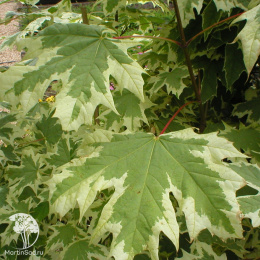 Клён остролистный Друммонди