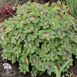 Герань темная Самобор