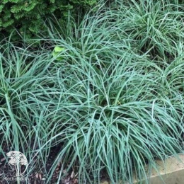 Осока повислая Блю Зингер