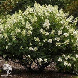 Гортензия метельчатая Полярный медведь