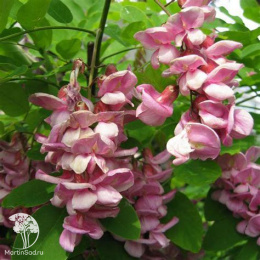 Робиния лжеакация Розовый каскад