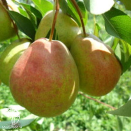 Груша Северянка краснощекая