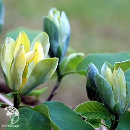 Магнолия заостренная Блю Опал