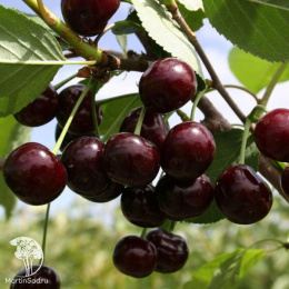 Черевишня Дюк Кормилица