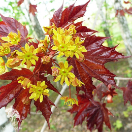 Клён остролистный Кримсон Кинг на штамбе