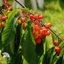 Вишня Бигаре Наполеон на штамбе