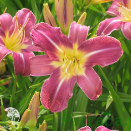 Лилейник Блю Шин