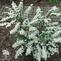 Спирея ниппонская Вайт Карпет