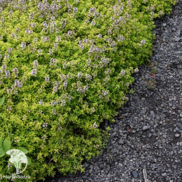 Набор для мяса тимьян Голден Лемон + шалфей Руген