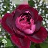 Роза флорибунда Бургунди Айс на штамбе фото 2 