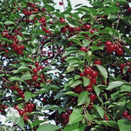 Вишня Любская